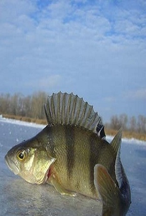 Рыбалка на Волге